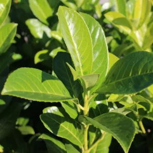 Bay Laurel Tree Herb Plant Live Laurus Nobilis 6-8 Inches Bareroot