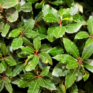 Bay Laurel Tree Herb Plant Live Laurus Nobilis 6-8 Inches Bareroot