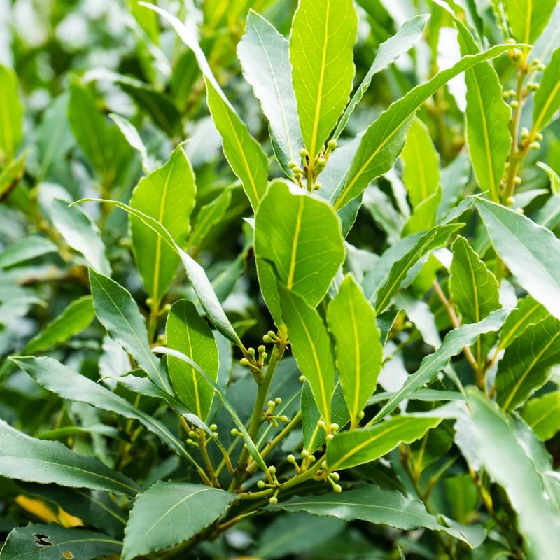 Bay Laurel Tree Herb Plant Live Laurus Nobilis 6-8 Inches Bareroot