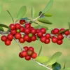 Weeping Yaupon Holly Tree - Live Plant - 4-7 Inches - Bareroot Ready