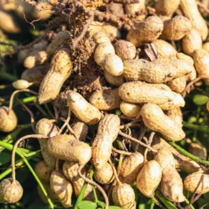 Peanut Plant Live Bean Plant 4 Inches Garden Planting