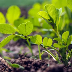 Peanut Plant Live Bean Plant 4 Inches Garden Planting