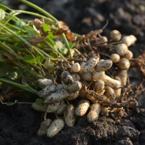 Peanut Plant Live Bean Plant 4 Inches Garden Planting