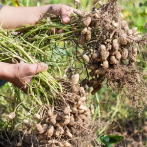 Peanut Plant Live Bean Plant 4 Inches Garden Planting