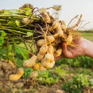 Peanut Bean Plant Live Vegetable Plant 4-5 Inches Gardening