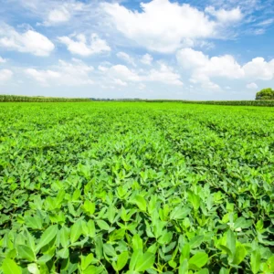 Peanut Bean Plant Live Vegetable Plant 4-5 Inches Gardening