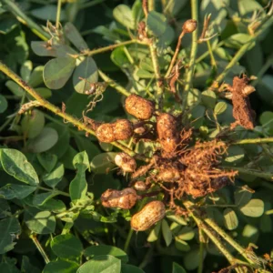 Peanut Bean Plant Live Vegetable Plant 4-5 Inches Gardening