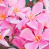 Pink Oleander Tree - 5-8 Inch Oeander Bush Plant for Outdoor Planting