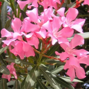 Pink Oleander Tree - 5-8 Inch Oeander Bush Plant for Outdoor Planting