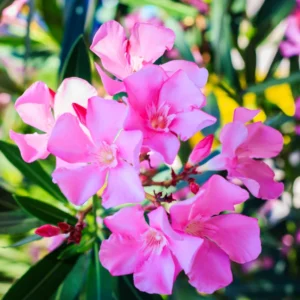 Pink Oleander Tree - 5-8 Inch Oeander Bush Plant for Outdoor Planting