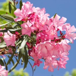 Pink Oleander Tree - 5-8 Inch Oeander Bush Plant for Outdoor Planting