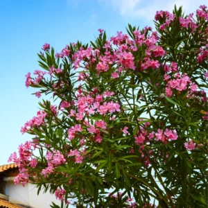Pink Oleander Tree - 5-8 Inch Oeander Bush Plant for Outdoor Planting