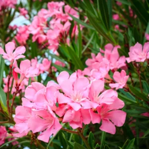 Pink Oleander Plant Live Hardy Oleander Tree Flower Bush