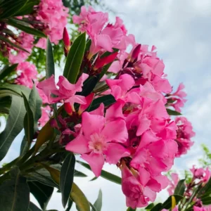 Pink Oleander Plant Live Hardy Oleander Tree Flower Bush