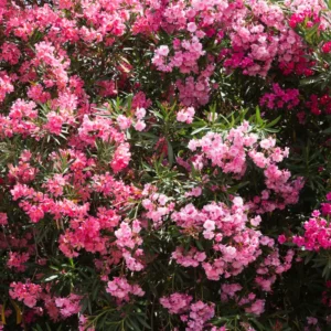 Pink Oleander Plant Live Hardy Oleander Tree Flower Bush