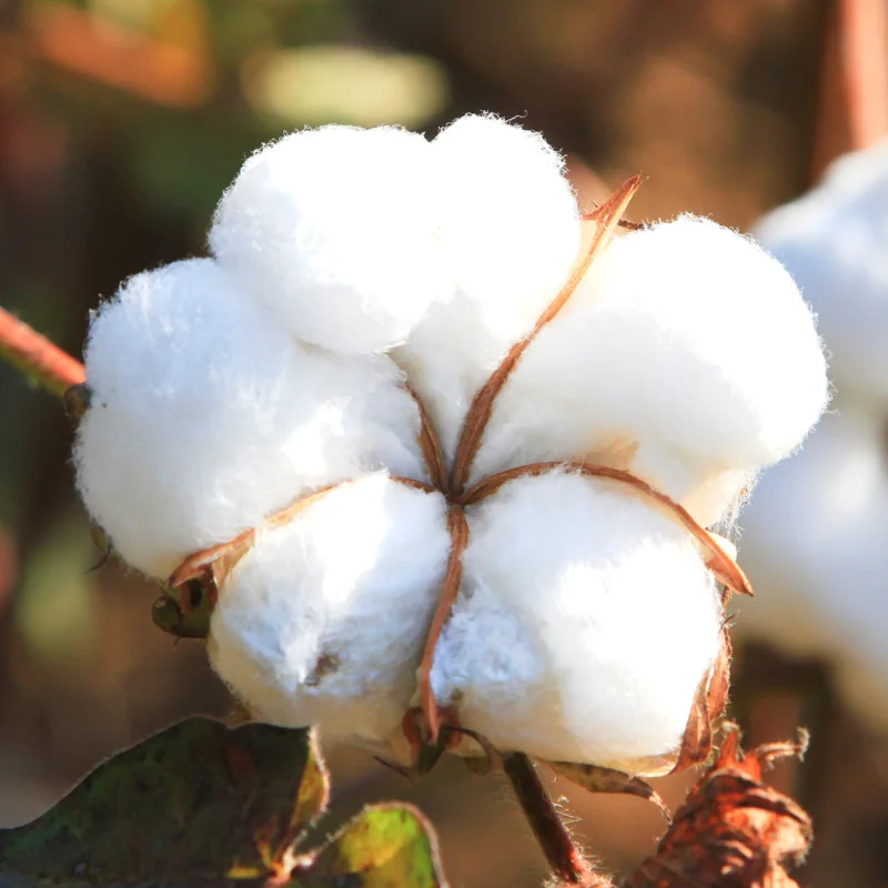 Cotton Tree Bareroot - Live Plant 4-7 Inches Height