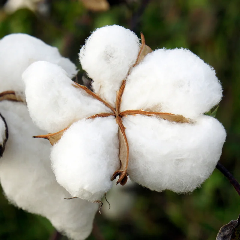 Cotton Tree Bareroot - Live Plant 4-7 Inches Height