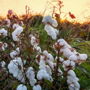Cotton Tree Bareroot - Live Plant 4-7 Inches Height