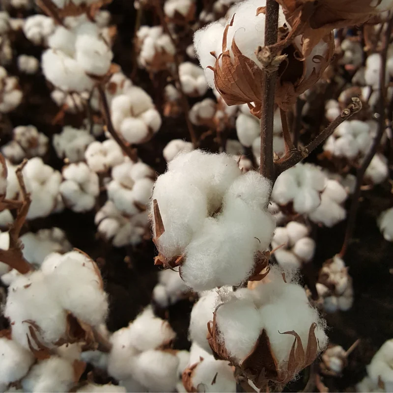 Cotton Tree Bareroot - Live Plant 4-7 Inches Height