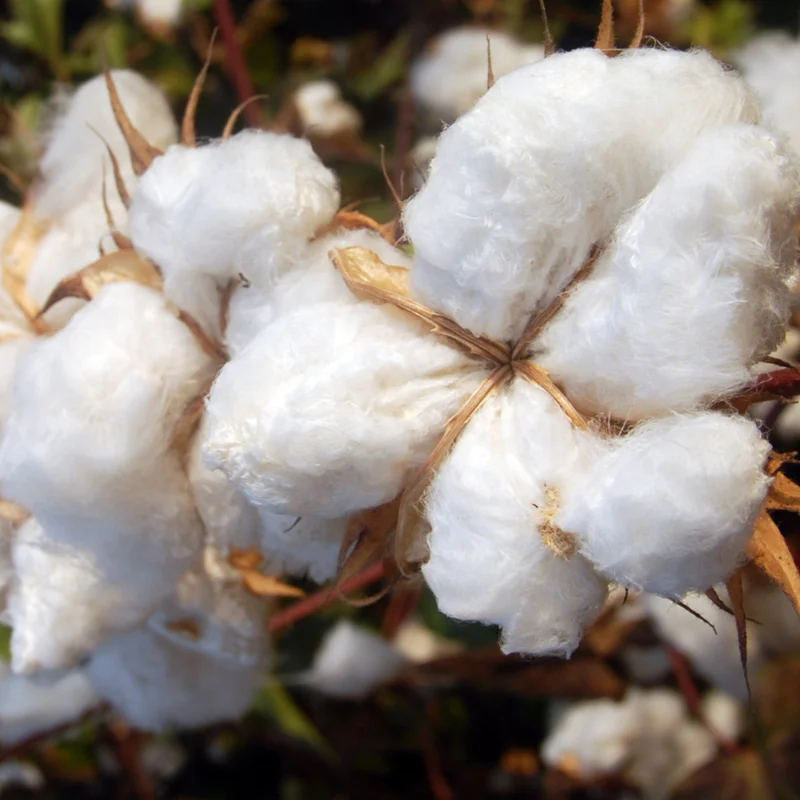 Cotton Tree Plant - 5 Inches Height - For Planting