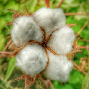 Cotton Tree Plant - 5 Inches Height - For Planting