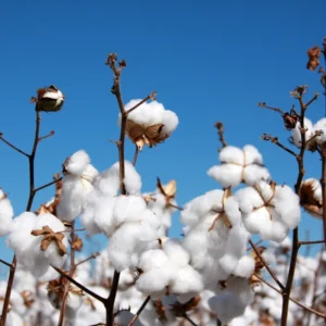 Cotton Tree Plant - 5 Inches Height - For Planting