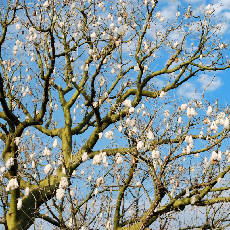 Cotton Tree Plant - 5 Inches Height - For Planting