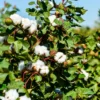 Cotton Tree Plant - 5 Inches Height - For Planting