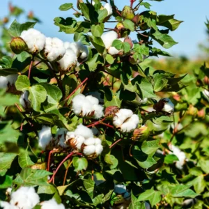 Cotton Tree Plant - 5 Inches Height - For Planting