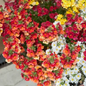 Tropical Nemesia Live Plants Plug Flower Plant Garden Ready