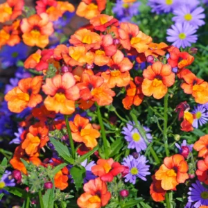 Tropical Nemesia Live Plants Plug Flower Plant Garden Ready