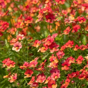 Tropical Nemesia Live Plants Plug Flower Plant Garden Ready