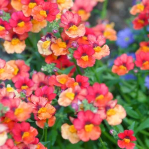 Red Nemesia Live Plants - 2 Pack Well-Rooted Flower Plugs for Gardening