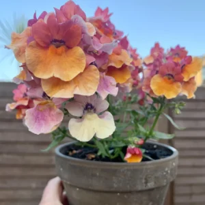 Red Nemesia Live Plants - 2 Pack Well-Rooted Flower Plugs for Gardening