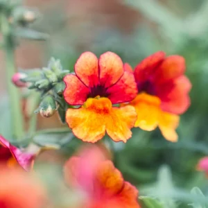 Red Nemesia Live Plants - 2 Pack Well-Rooted Flower Plugs for Gardening