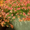 Red Nemesia Live Plants - 2 Pack Well-Rooted Flower Plugs for Gardening