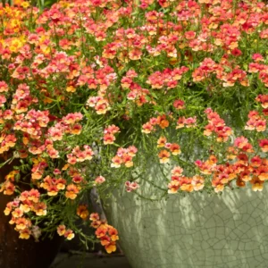 Red Nemesia Live Plants - 2 Pack Well-Rooted Flower Plugs for Gardening