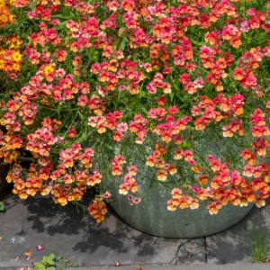 Red Nemesia Live Plants - 2 Pack Well-Rooted Flower Plugs for Gardening