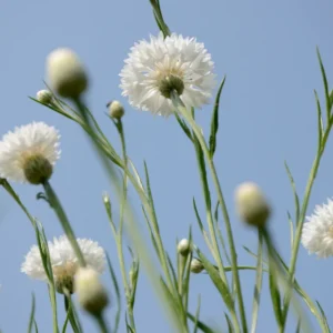 White Sweet Sultan Live Plant - Centaurea Imperialis Plug - 4 Inches Height - Garden Ready