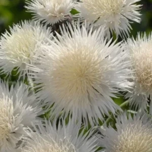White Sweet Sultan Live Plant - Centaurea Imperialis Plug - 4 Inches Height - Garden Ready