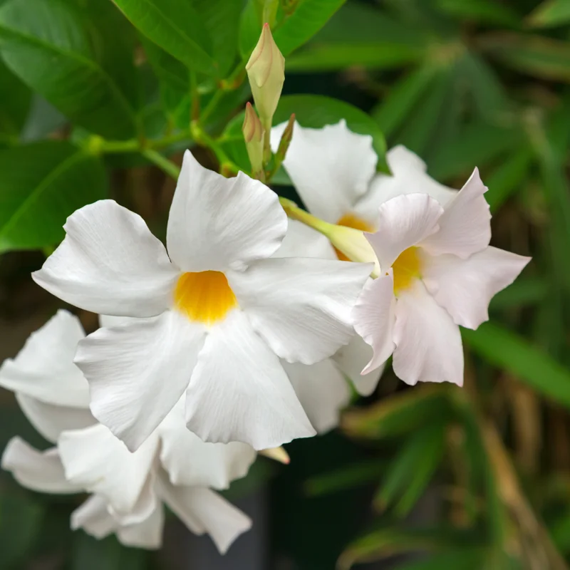 Mandeville Vine Plants - Live Rocktrumpet Flower, 4-6 Inches, Pack of 2