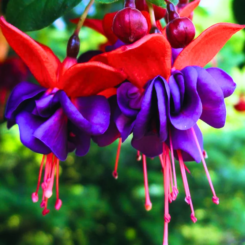 Fuchsia Plant Live Starter - Hardy Fuchsia Flower Plant - 3-4 Inch Bareroot Plug