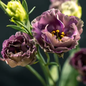 Lisianthus Plant Plugs - Eustoma Flowers, Prairie Gentian - 4 Inches Height