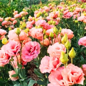 Lisianthus Plant Plugs - Eustoma Flowers, Prairie Gentian - 4 Inches Height