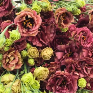 Lisianthus Plant Plugs - Eustoma Flowers, Prairie Gentian - 4 Inches Height