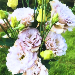 Lisianthus Plant Plugs - Eustoma Flowers, Prairie Gentian - 4 Inches Height