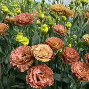 Lisianthus Plant Plugs - Eustoma Flowers, Prairie Gentian - 4 Inches Height