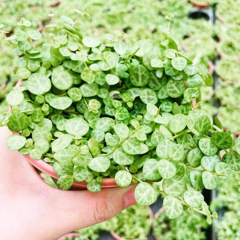 String Of Turtles Plant Live Succulent - Vining Potted Houseplant