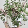 Callisia Repens Live Plant - Pink Lady Succulent, Creeping Inch Plant Potted