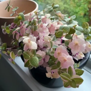 Callisia Repens Live Plant - Pink Lady Succulent, Creeping Inch Plant Potted